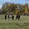 Image of Dog walking
