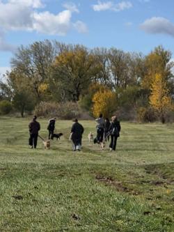 Image of Dog walking 
